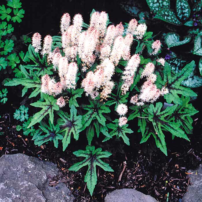 Tiarella 'Mint Chocolate'