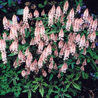 Tiarella 'Mint Chocolate'