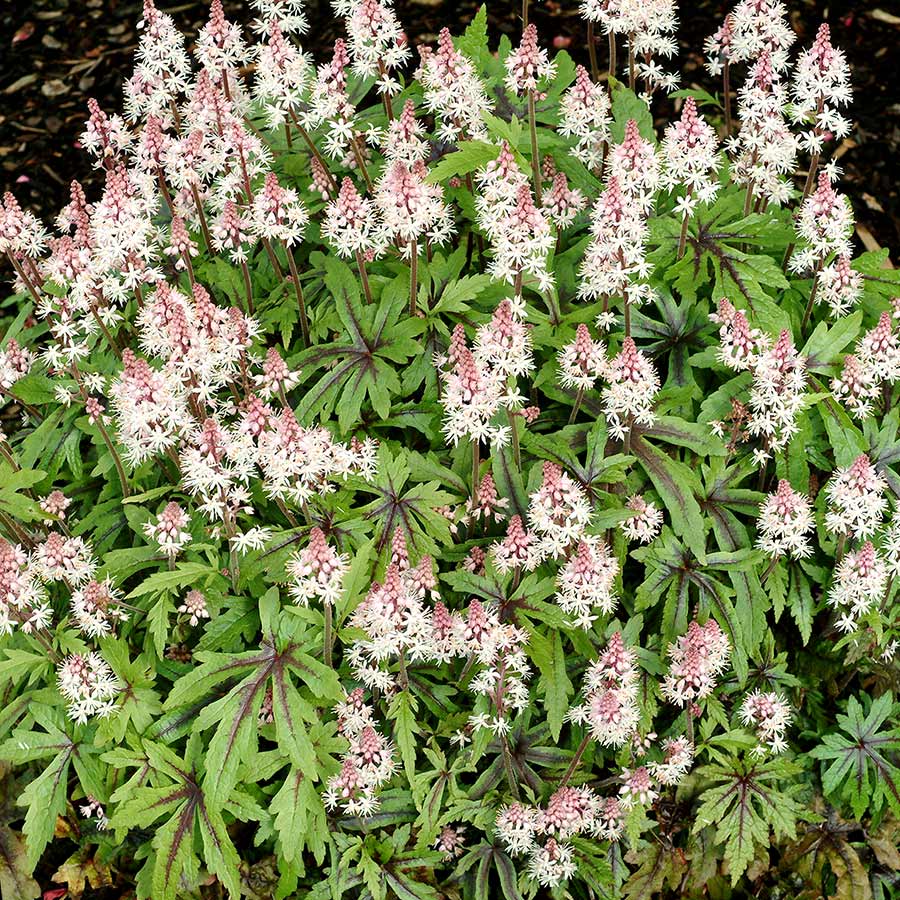 Tiarella 'Morning Star'