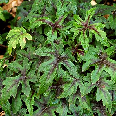 Tiarella 'Morning Star'