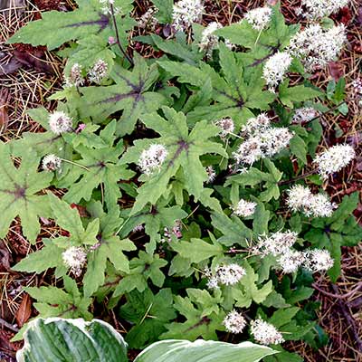 Tiarella 'Ninja'