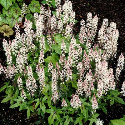 Tiarella 'Pink Bouquet'