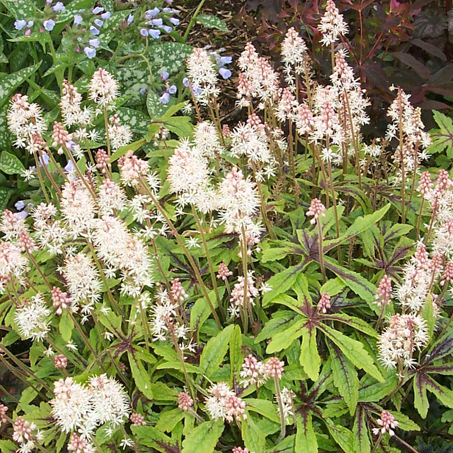 Tiarella 'Snow Blanket'