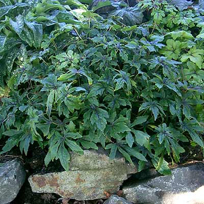 Tiarella 'Snow Blanket'