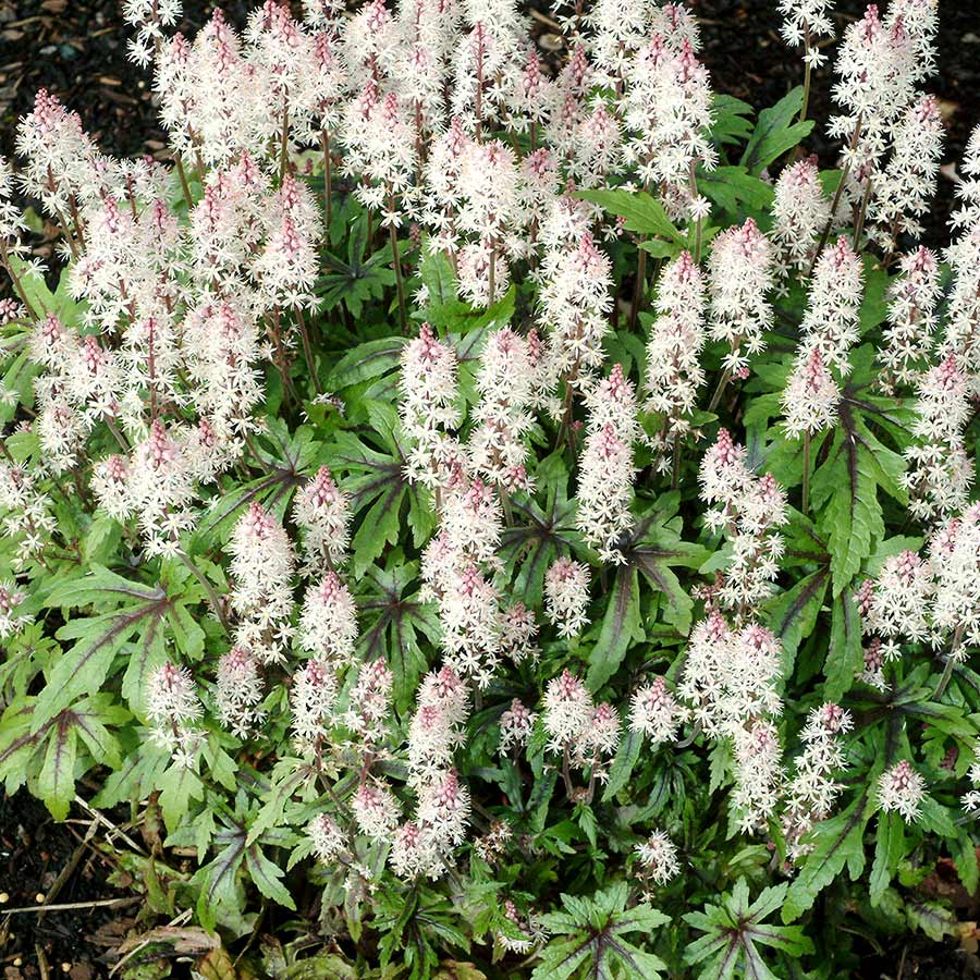 Tiarella 'Spanish Cross'