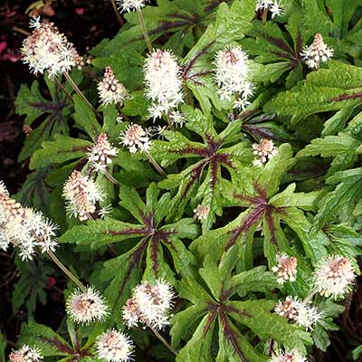 Tiarella 'Spanish Cross'