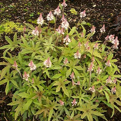 Tiarella 'Starburst'