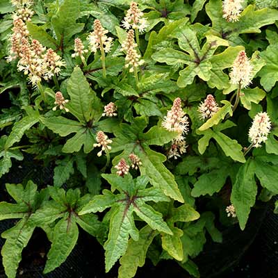 Tiarella 'Starfish'