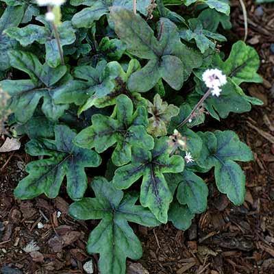 Tiarella 'Starfish'