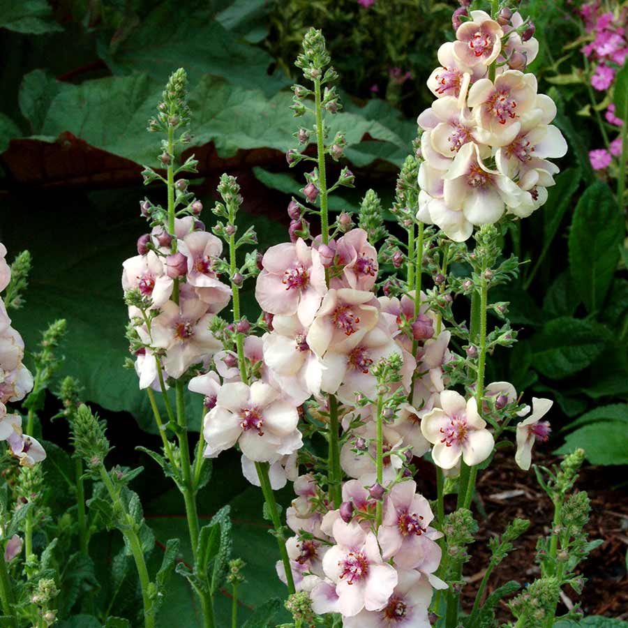 Verbascum 'Blushing Bride'