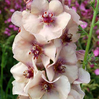 Verbascum 'Blushing Bride'