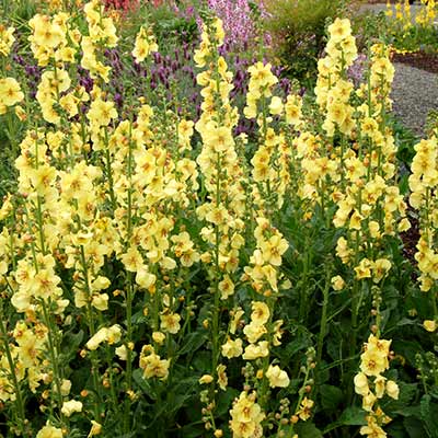 Verbascum 'Lemon Sorbet'