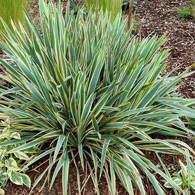 Yucca 'Bright Edge'