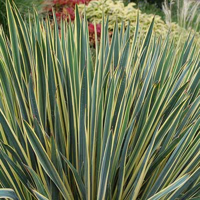 Yucca 'Bright Edge'