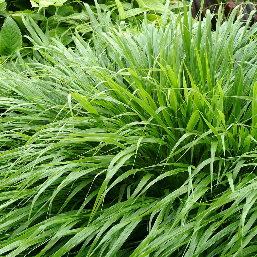 hakonechloa