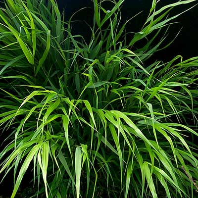 Hakonechloa macra