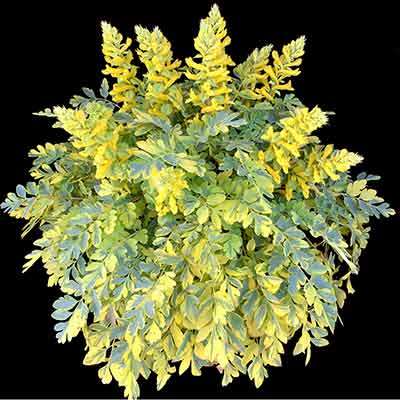 Corydalis 'Crazy Canary'