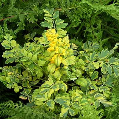 Corydalis 'Crazy Canary'