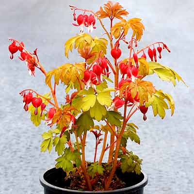 Dicentra 'Ruby Gold'