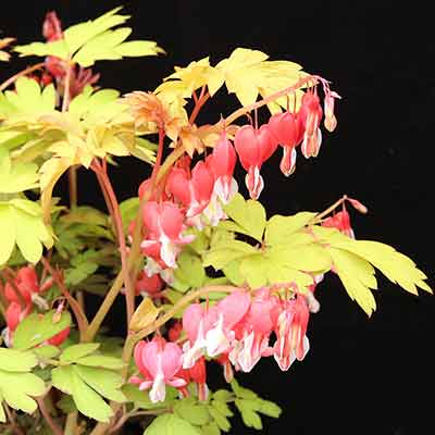 Dicentra 'Ruby Gold'