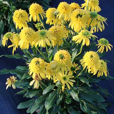 Echinacea SUNNY DAYS™ 'Lemon'