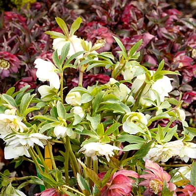 Helleborus NORTH STAR™ 'Crystalline'