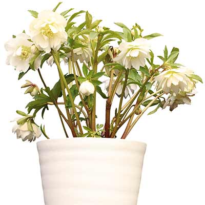 Helleborus NORTH STAR™ 'Crystalline'