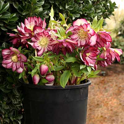 Helleborus NORTH STAR™ 'Garnet Frills'