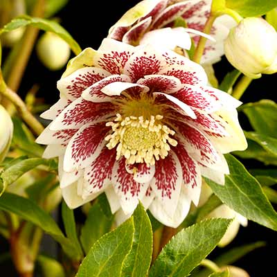 Helleborus NORTH STAR™ 'Ruby Heart'