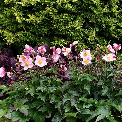 Anemone SATIN DOLL™ 'Blush'