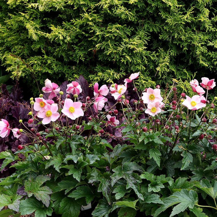 Anemone SATIN DOLL™ 'Blush'