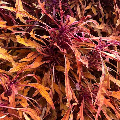 Coleus TERRA NOVA® 'Monkey Puzzle'