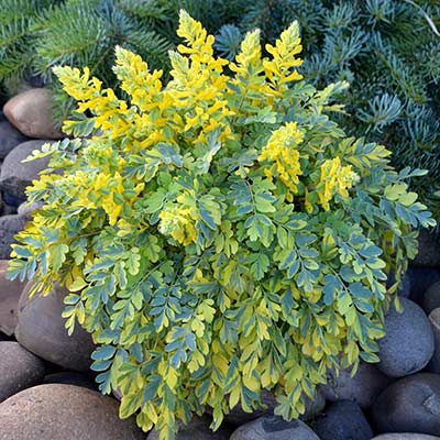 Corydalis 'Crazy Canary'