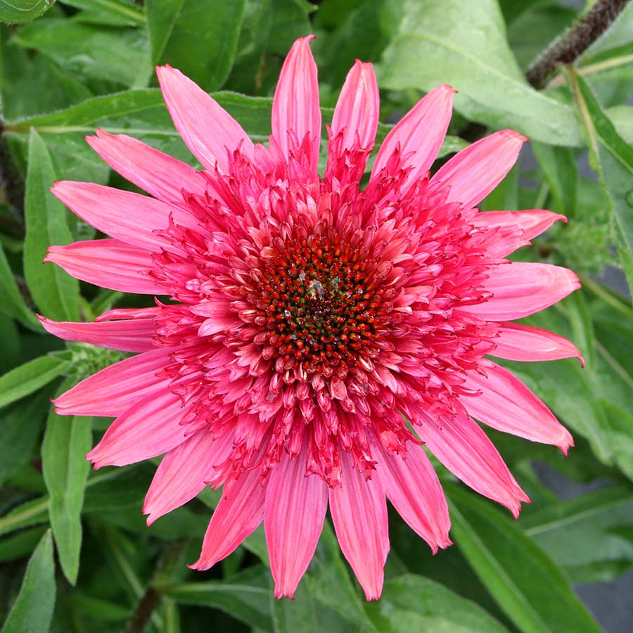 Echinacea 'Giddy Pink'