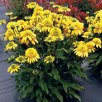 Echinacea SUNNY DAYS™ 'Lemon'