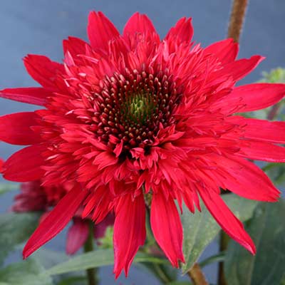 Echinacea SUNNY DAYS™ 'Ruby'