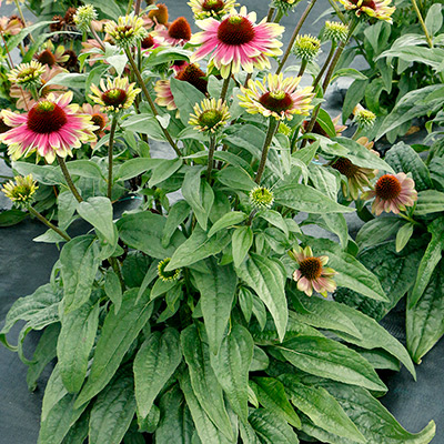 Echinacea 'Sweet Sandia'