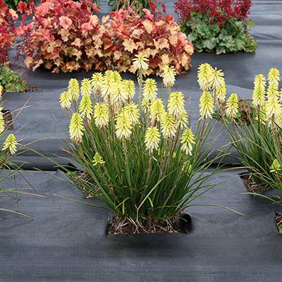 Kniphofia POCO™ 'Citron'