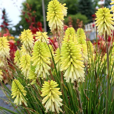 Kniphofia POCO™ 'Citron'