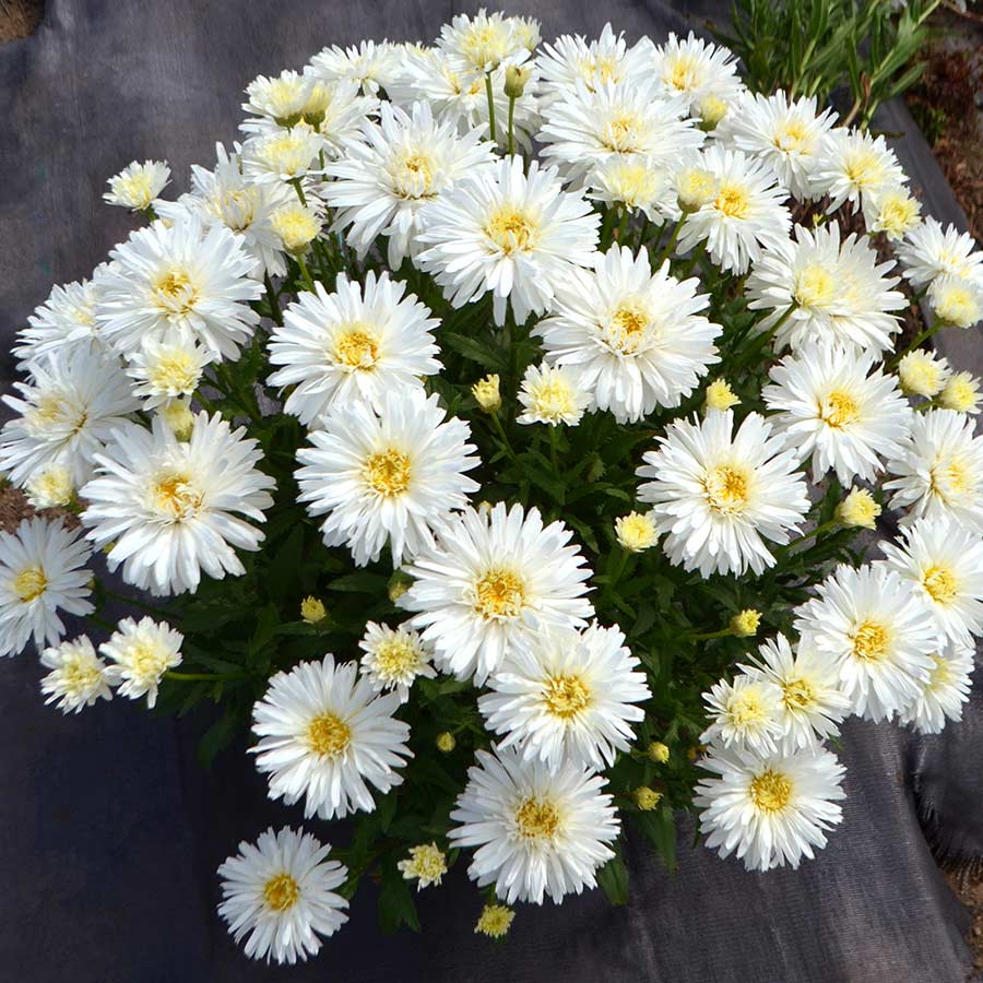 Leucanthemum 'Mt. Hood'