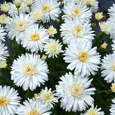 Leucanthemum 'Mt. Hood'