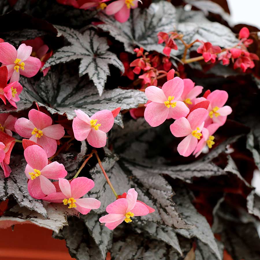 Begonia HOLIDAY™ 'New Year's Eve'