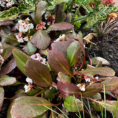 Bergenia DRAGONFLY™ 'Angel Kiss'