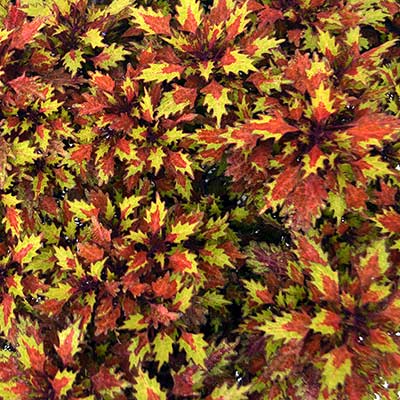 Coleus TERRA NOVA® 'Harvest Time'