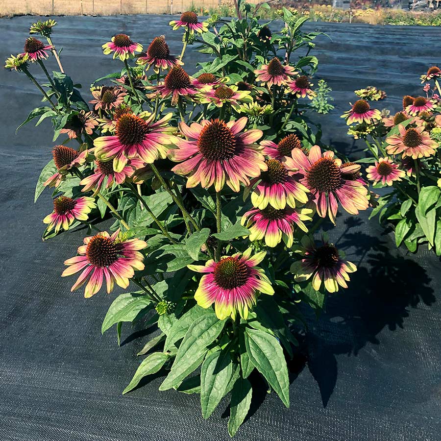 Echinacea ‘Sweet Sandia’ TERRA NOVA® Nurseries, Inc.