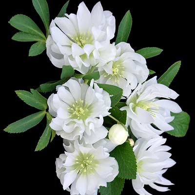 Helleborus NORTH STAR™ 'Crystalline'