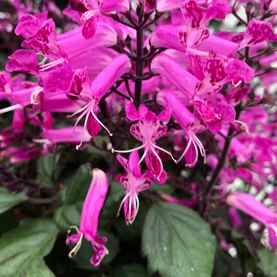 Plectranthus VELVET™ 'Starlet'