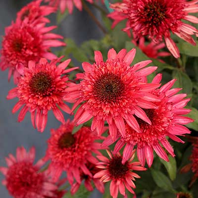 Echinacea 'Giddy Pink'