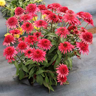 Echinacea 'Giddy Pink'