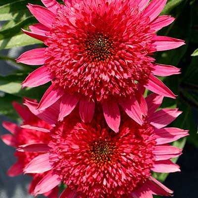 Echinacea 'Giddy Pink'